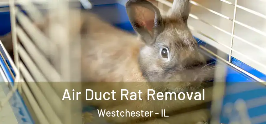  Air Duct Rat Removal Westchester - IL