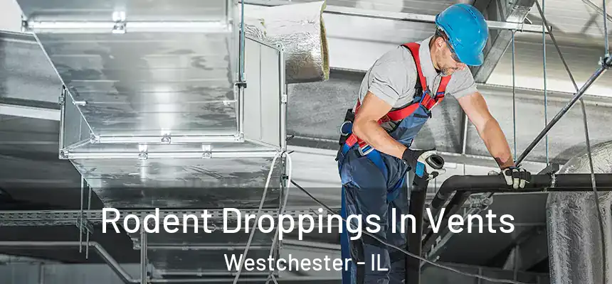 Rodent Droppings In Vents Westchester - IL